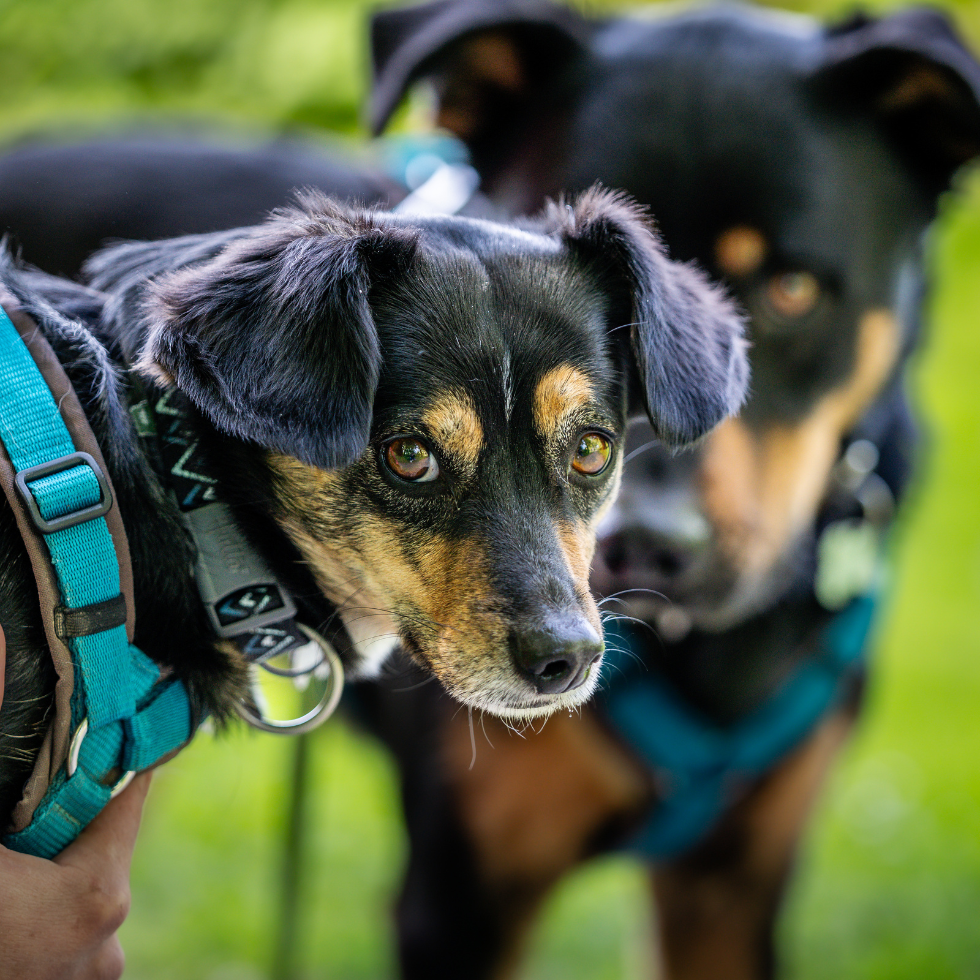 Tanja Gratzer Hundetraining